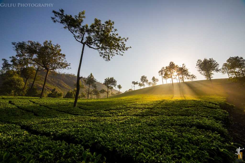 Munnar Travels